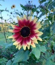 80002579 sonnenblume bicolor gebraucht kaufen  Reutlingen