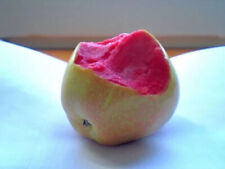 Cultivar malus domestica usato  Trappeto