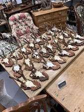 Taxidermy roe deer for sale  BARNSLEY