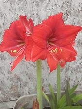 Red orange amaryllis for sale  Cleveland