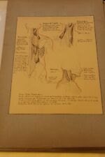 Ancienne planche anatomique d'occasion  Martigues