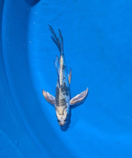 4.5 inches ginrin for sale  Sacramento