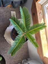 Sago palm tree for sale  Lobelville