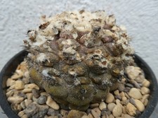 Copiapoa hypogea shown for sale  PLYMOUTH