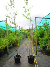 8ft 9ft inc. for sale  OXFORD