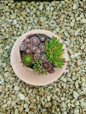 Terracotta sukkulenten terrako gebraucht kaufen  Garbsen