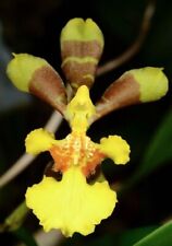 Oncidium longipes for sale  Torrance