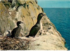 Animaux oiseaux oiseaux d'occasion  Fruges