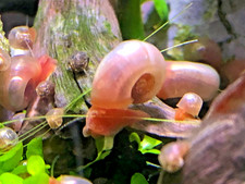 Pink ramshorn snails for sale  Baker