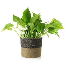 Shop succulents pothos for sale  Casper