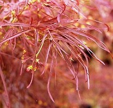 Red pigmy japanese for sale  Vancouver