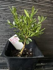 Green gem boxwood for sale  Martin