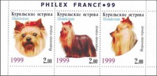 yorkshire croises bichon carnet europeen d'occasion yorkshire croises bichon carnet europeen d'occasion Expédié en Belgium