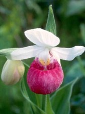 Showy lady slipper for sale  Laguna Niguel