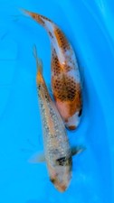 Ochiba live koi for sale  Vichy