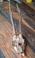 Rehgeweihe rehhörner geweih gebraucht kaufen Rehgeweihe rehhörner geweih gebraucht kaufen  Emmingen-Liptingen