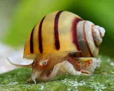Lumaca acquario dolce usato  Leffe