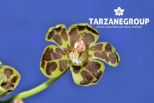 Grammatophyllum scriptum dwarf for sale  Miami