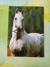 Pferdepostkarte araber eliop gebraucht kaufen  Borna