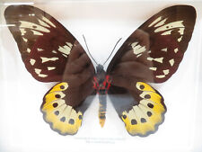 Ornithoptera birdwing butterfl for sale  WOLVERHAMPTON