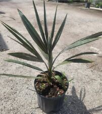 Bismarckia nobilis silver for sale  Boca Raton