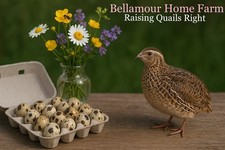 Fresh quail eggs for sale  WINSFORD