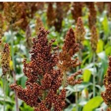 Red milo grain for sale  Coyle