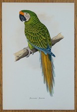 Antique parrot print for sale  SHREWSBURY