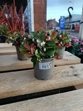 Gaultheria red big for sale  LARGS