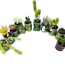 Succulents plants lot for sale  Menifee