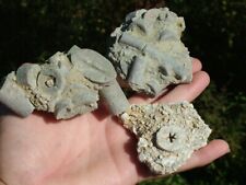 Crinoid fossils piece for sale  Resaca