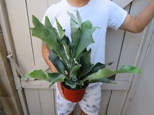Platycerium bifurcatum dutch for sale  Garden Grove