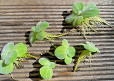 Pistia plante flottante d'occasion  Andrézieux-Bouthéon