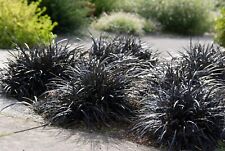Phiopogon planiscapus niger gebraucht kaufen  Goch