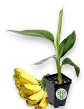 Burro banana plant for sale  San Diego