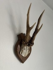 Antique deer horns for sale  TADLEY
