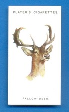 Wild animals heads. for sale  UK