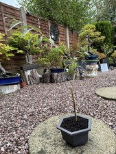 Bonsai weeping willow for sale  STONE