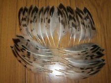Mallard duck tails for sale  ABERDEEN