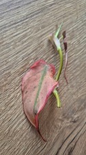 Philodendron scandes micans gebraucht kaufen  Erfurt