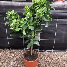 Citrus orange sinensis for sale  HELSTON