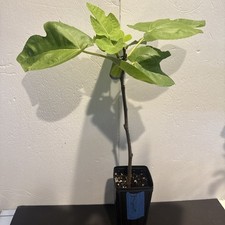 prolific osborne fig tree for sale prolific osborne fig tree for sale San Antonio