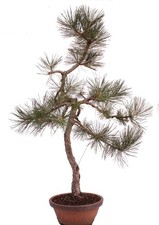 Bonsai pinus nigra gebraucht kaufen  Heinsberg