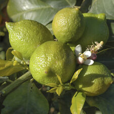 Citrus lime tree for sale  PETERBOROUGH