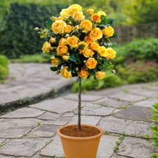 Standard yellow rose for sale  PETERBOROUGH