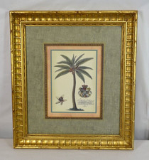 Palm tree botanical for sale  Zanesville