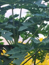 trees fruit organic for sale trees fruit organic for sale  Bonita Springs