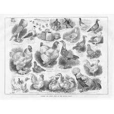 Pigeon poultry show for sale  GLASGOW