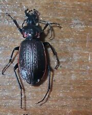 Coleoptera carabidae femele usato  Roma