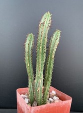 Euphorbia polygona var. for sale  Marana